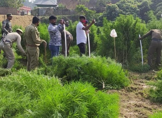 Police faces Public Attack while destroying Ganja plantation Police faces Public Attack while destroying Ganja plantation